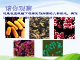 青岛小学科学六上《2、细菌》PPT课件-(3)
