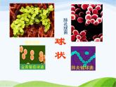 青岛小学科学六上《2、细菌》PPT课件-(3)