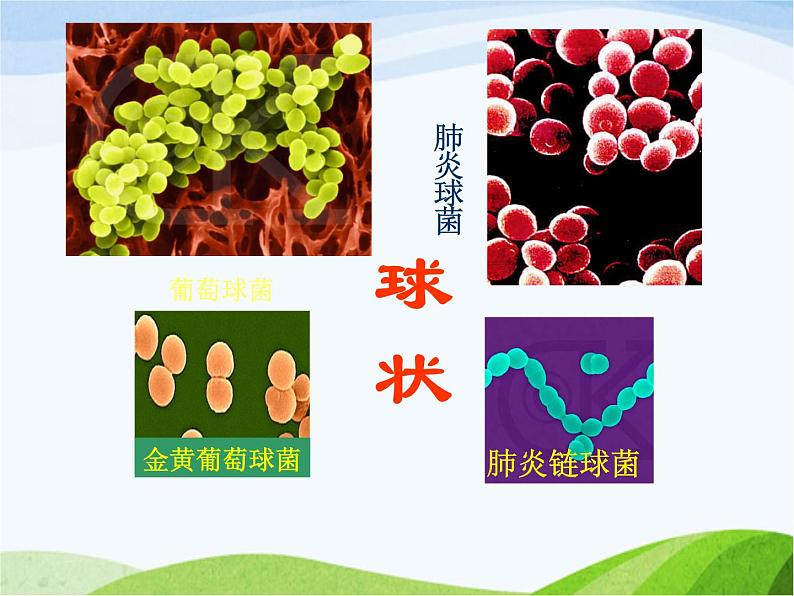 青岛小学科学六上《2、细菌》PPT课件-(3)05