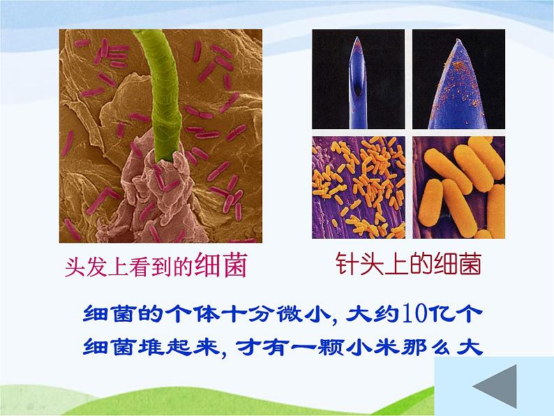 青岛小学科学六上《2、细菌》PPT课件-第2页