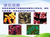 青岛小学科学六上《2、细菌》PPT课件-(6)