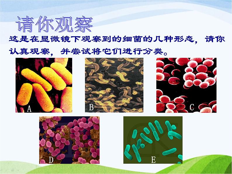 青岛小学科学六上《2、细菌》PPT课件-第3页