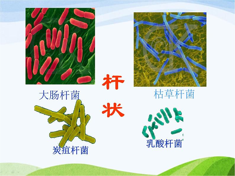 青岛小学科学六上《2、细菌》PPT课件-第4页