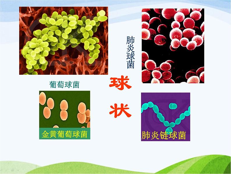 青岛小学科学六上《2、细菌》PPT课件-第5页