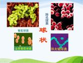 青岛小学科学六上《2、细菌》PPT课件-(4)