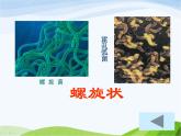 青岛小学科学六上《2、细菌》PPT课件-(4)