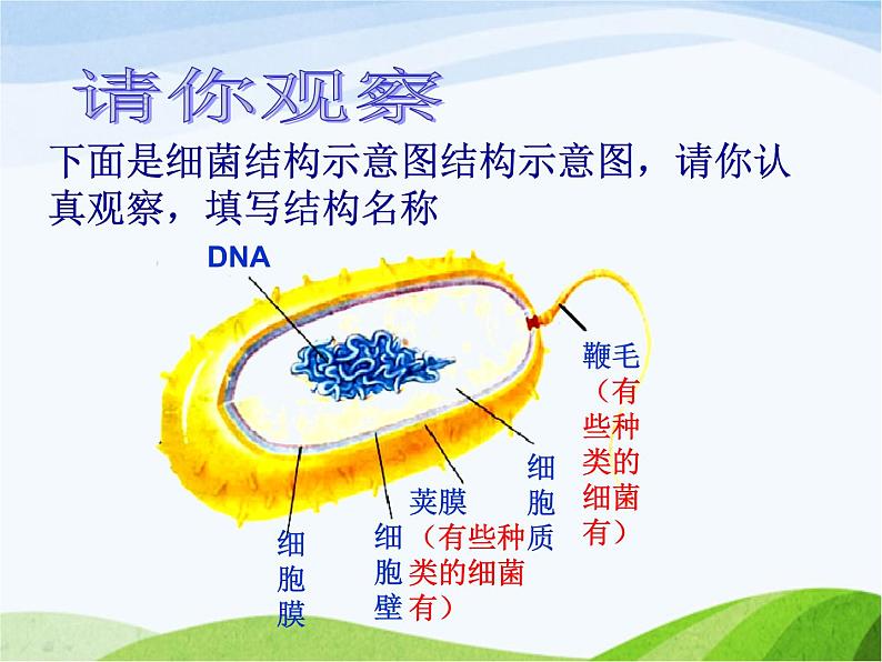 青岛小学科学六上《2、细菌》PPT课件-(4)06