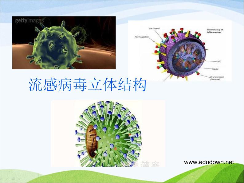 青岛小学科学六上《1、病毒》PPT课件-第5页