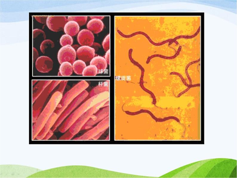 青岛小学科学六上《2、细菌》PPT课件-(1)03
