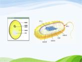 青岛小学科学六上《2、细菌》PPT课件-(1)
