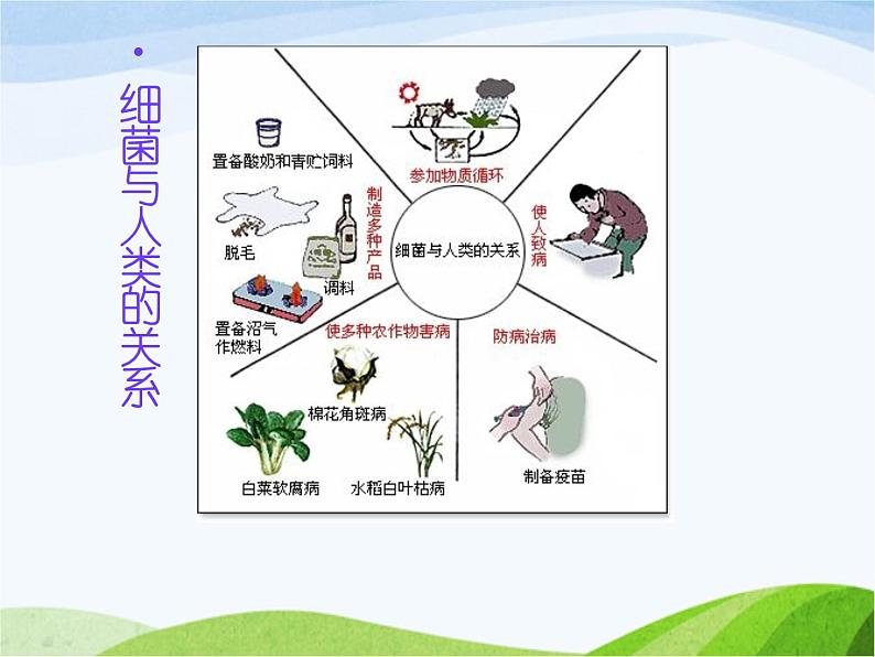 青岛小学科学六上《2、细菌》PPT课件-(1)06