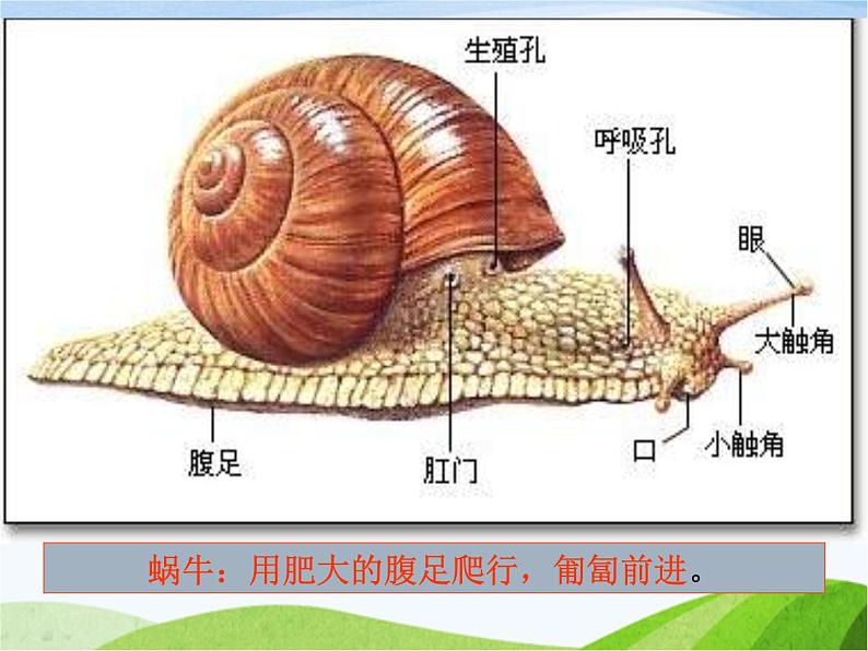 青岛小学科学六上《13、动物的运动》PPT课件-(1)08