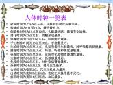 青岛小学科学六上《15、昼夜与生物》PPT课件-(7)