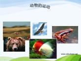 青岛小学科学六上《13、动物的运动》PPT课件-(4)