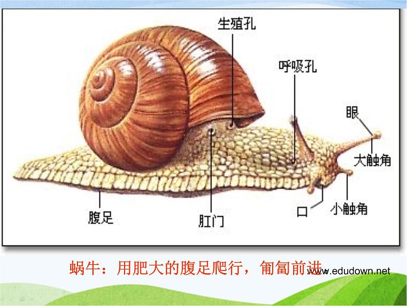 青岛小学科学六上《13、动物的运动》PPT课件-(4)08