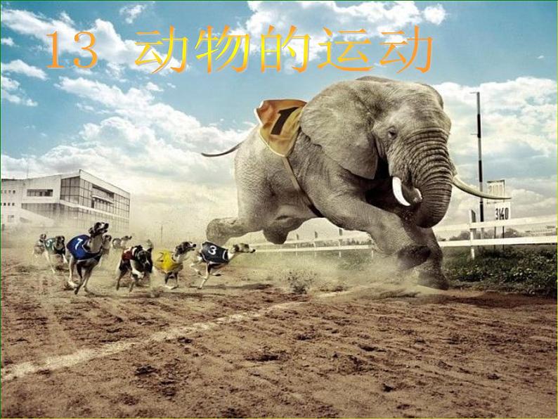 青岛小学科学六上《13、动物的运动》PPT课件-(3)01