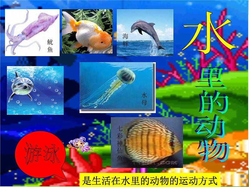 青岛小学科学六上《13、动物的运动》PPT课件-(3)03