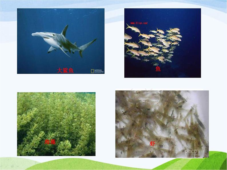 青岛小学科学六上《23、密切联系的生物界》PPT课件-第6页