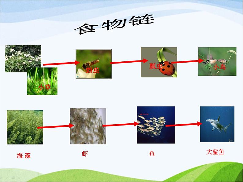 青岛小学科学六上《23、密切联系的生物界》PPT课件-第7页