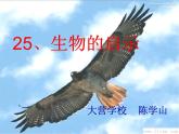 青岛小学科学六上《25、生物的启示》PPT课件-(3)