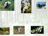 青岛小学科学六上《24、珍稀动植物》PPT课件-(5)