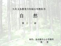 青岛版 (六三制)六年级上册24、珍稀动植物课前预习ppt课件