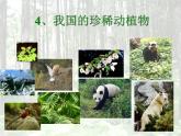青岛小学科学六上《24、珍稀动植物》PPT课件-(1)