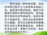 青岛小学科学六上《21、变色龙》PPT课件-(2)