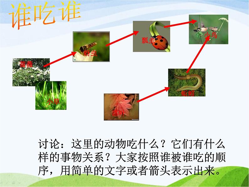 青岛小学科学六上《23、密切联系的生物界》PPT课件-(3)03