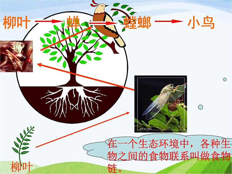 青岛小学科学六上《23、密切联系的生物界》PPT课件-第3页