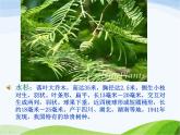 青岛小学科学六上《24、珍稀动植物》PPT课件-(10)