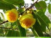 青岛小学科学六上《24、珍稀动植物》PPT课件-(9)