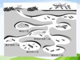 青岛小学科学六下《17、生物是怎样传递信息的》PPT课件-(1)