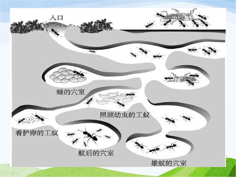 青岛小学科学六下《17、生物是怎样传递信息的》PPT课件-(1)05