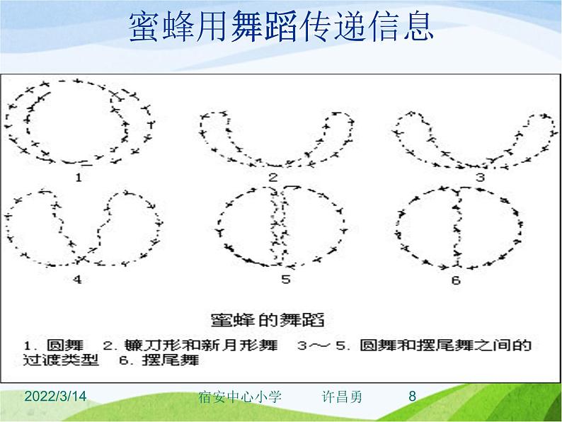 青岛小学科学六下《17、生物是怎样传递信息的》PPT课件-(3)08