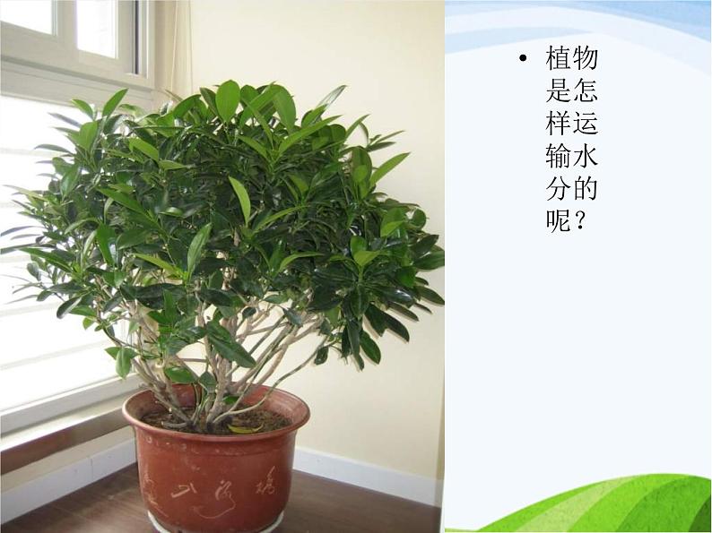 青岛小学科学四上《4-植物的茎》PPT课件-(3)第2页