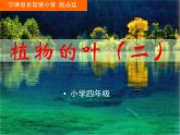 青岛小学科学四上《3-植物的叶》PPT课件-(5)