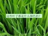 青岛小学科学四上《3-植物的叶》PPT课件-(5)