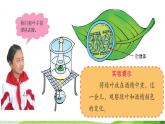 青岛小学科学四上《3-植物的叶》PPT课件-(5)