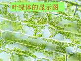 青岛小学科学四上《3-植物的叶》PPT课件-(5)