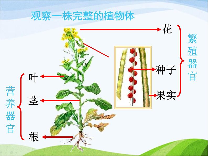 青岛小学科学四上《1-植物的身体》PPT课件-(4)03