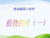 青岛小学科学四上《3-植物的叶》PPT课件-(1)