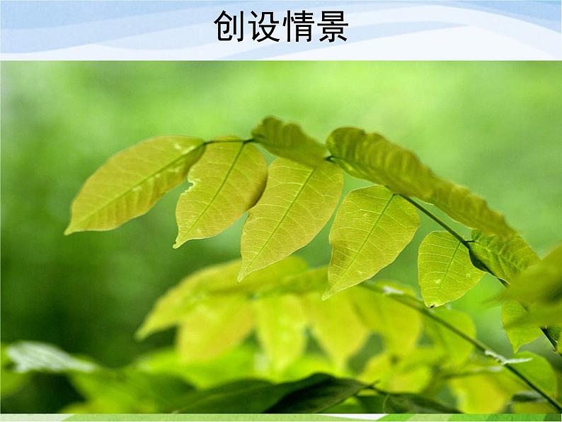 青岛小学科学四上《3-植物的叶》PPT课件-(1)第3页