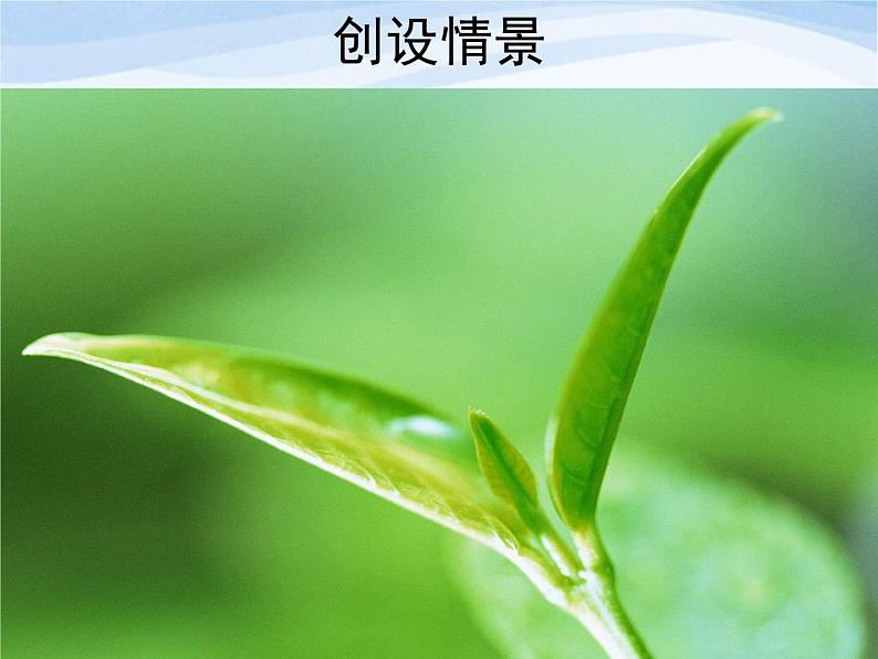 青岛小学科学四上《3-植物的叶》PPT课件-(1)第4页