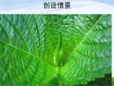 青岛小学科学四上《3-植物的叶》PPT课件-(1)