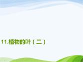 青岛小学科学四上《3-植物的叶》PPT课件-(8)