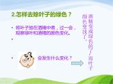 青岛小学科学四上《3-植物的叶》PPT课件-(8)