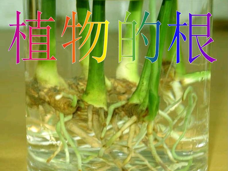 青岛小学科学四上《2-植物的根》PPT课件-(7)第1页