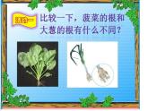 青岛小学科学四上《2-植物的根》PPT课件-(7)