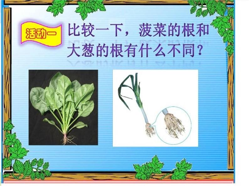 青岛小学科学四上《2-植物的根》PPT课件-(7)第3页